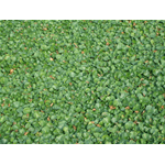 Semi sementi di prato dichondra dicondra repens 100gr per giardino sempreverde