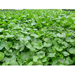 Semi sementi di prato dichondra dicondra repens 5 Kg per giardino sempreverde